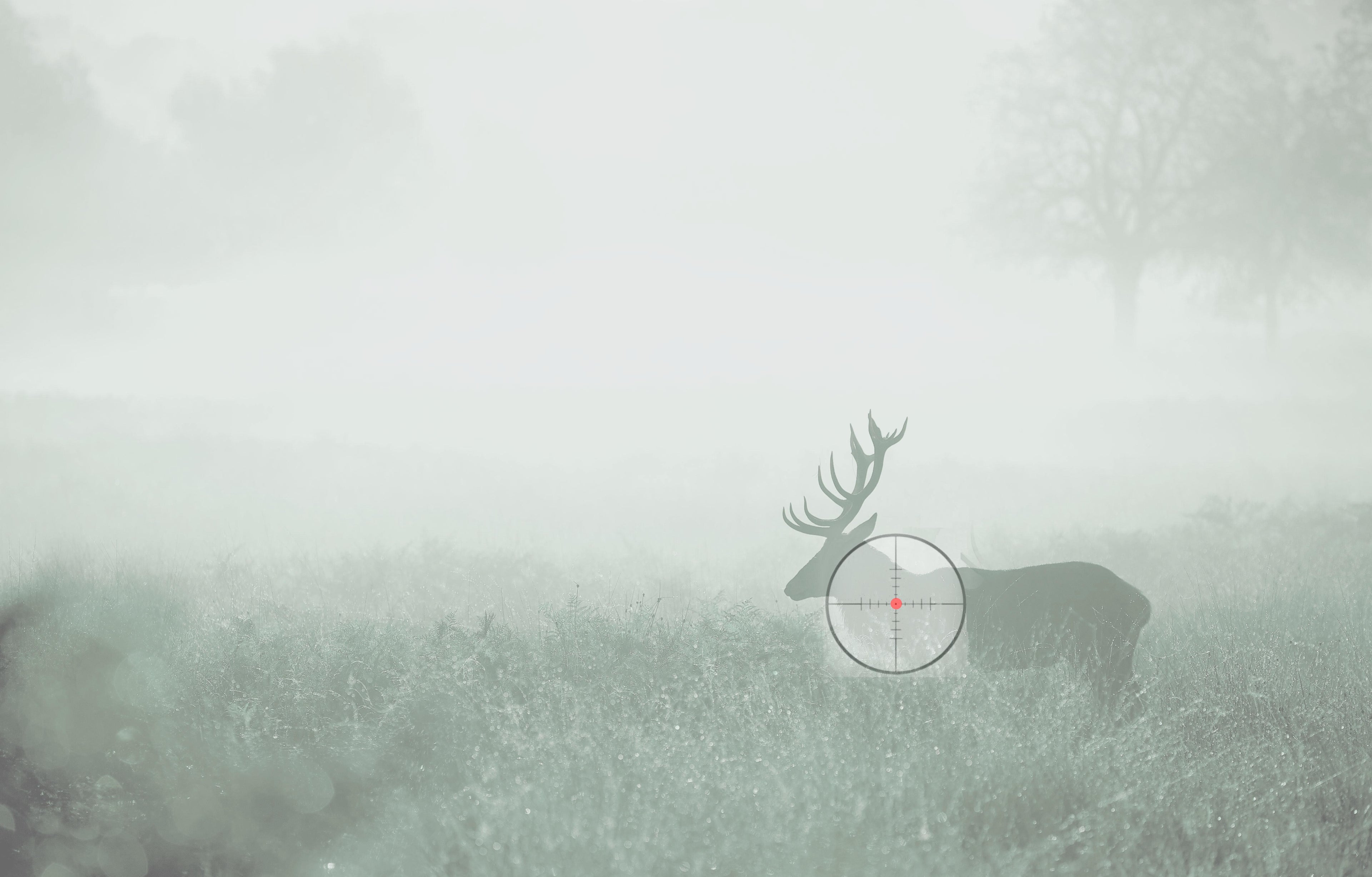 Anblick Hirsch im Nebel im Fadenkreuz